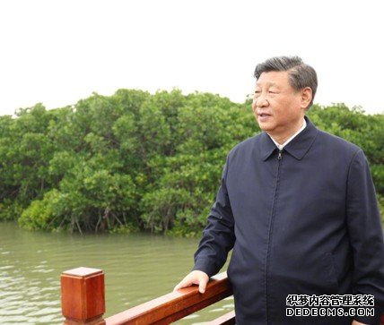 蓝冠代理热解读|红树林边的瞩望