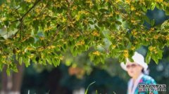 <b>40个树种入选南京“树王蓝冠注册”：树龄最老的已超过1500岁</b>